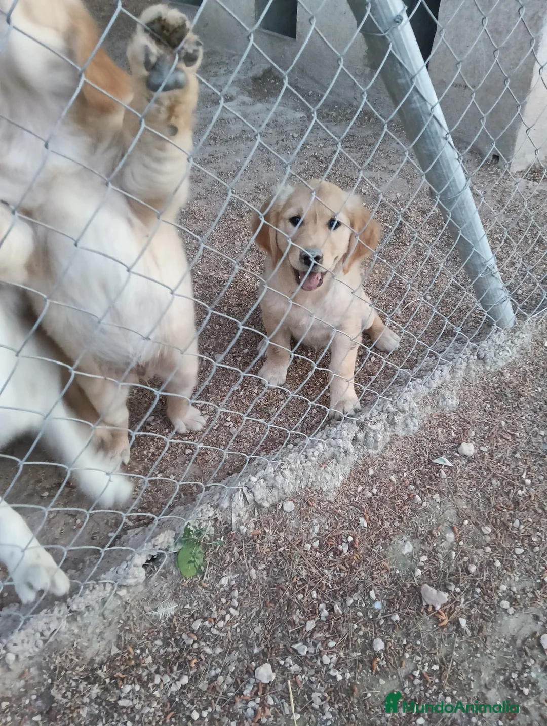Golden Retriever perros en venta: Golden Retriever  - Anuncio 3