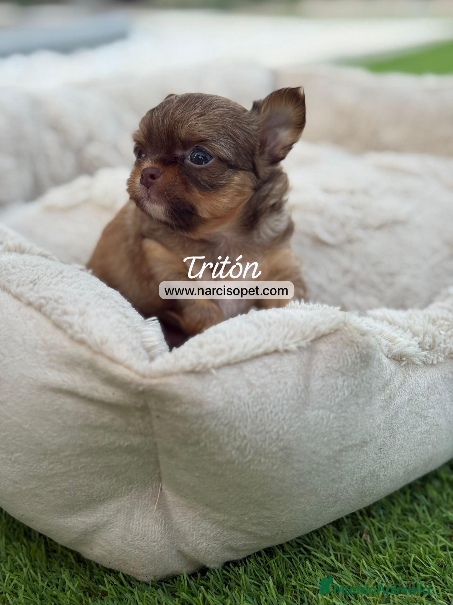 Chihuahua perros en venta: CHIHUAHUA PELO LARGO BICOLOR - Anuncio 2