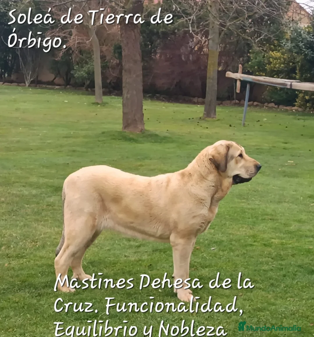Mastín Español perros en venta: Mastín Español  - Anuncio 1