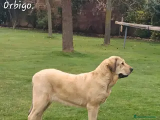 Mastín Español perros Mastín Español - Anuncio 2