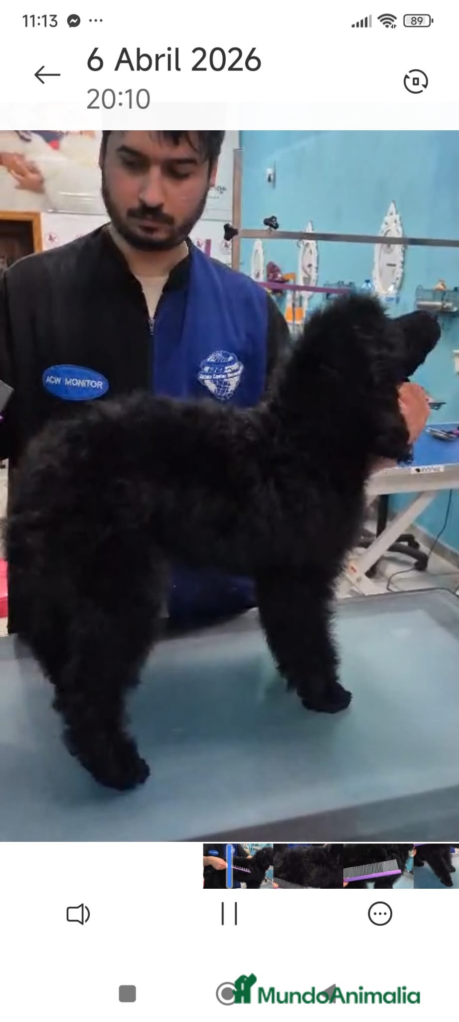 Caniche Gigante perros CANICHE HEMBRA GIGANTE EXCLUSIVA - Anuncio 1