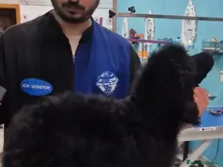 Caniche Gigante perros CANICHE HEMBRA GIGANTE EXCLUSIVA - Anuncio 1