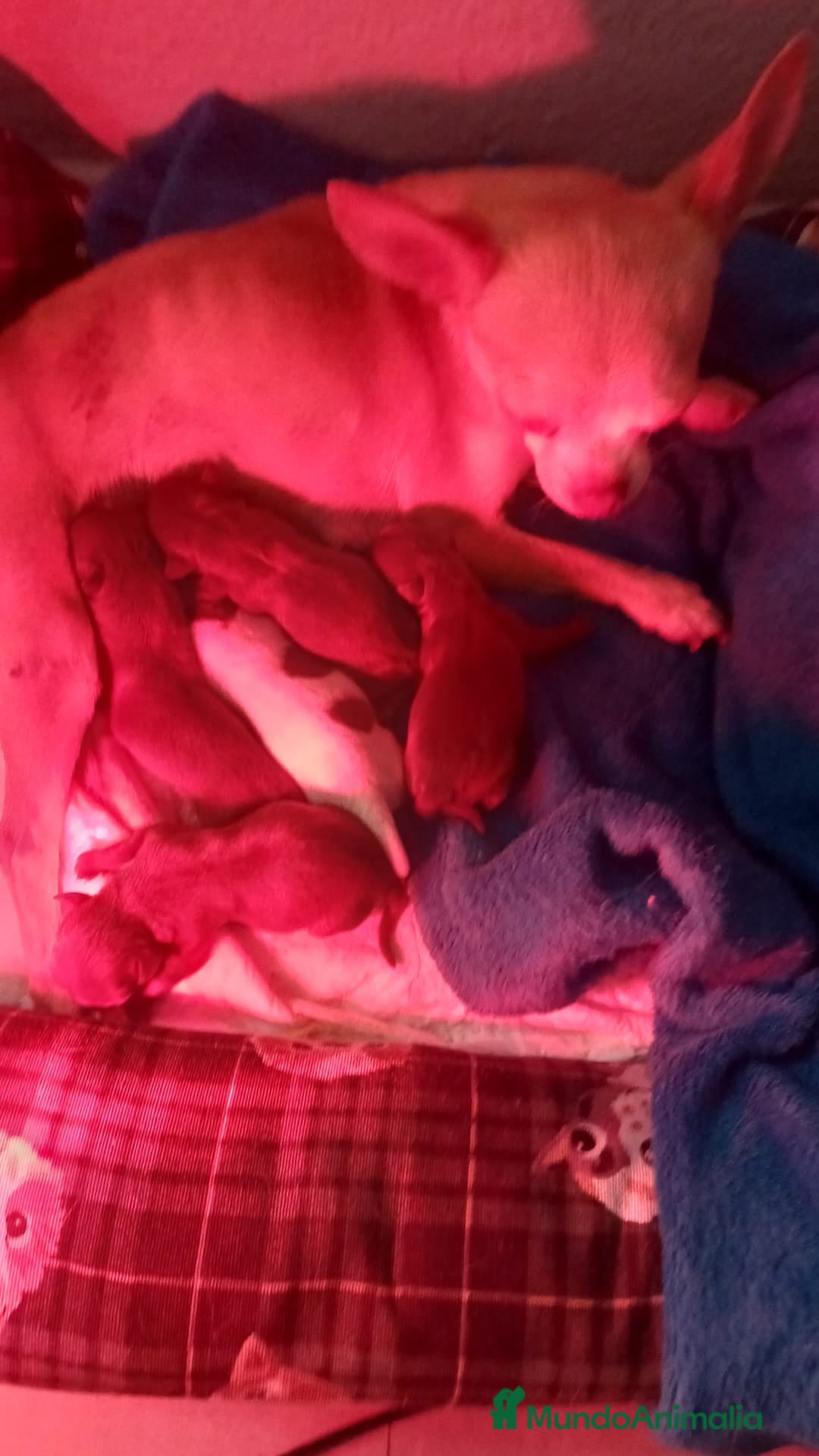 Chihuahua perros en venta: Chihuahua toy colores exóticos pelo largo y corto  - Anuncio 9