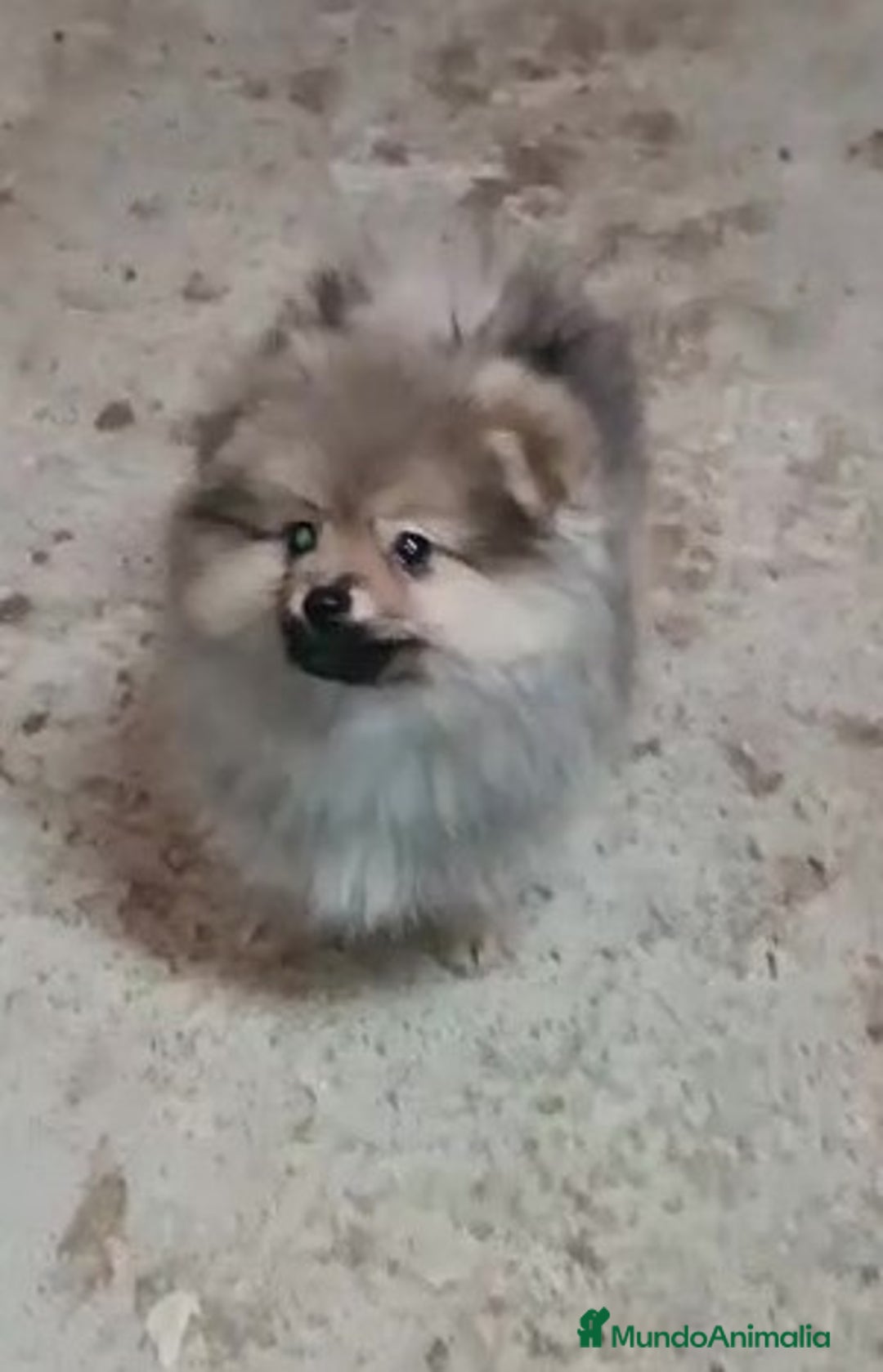 Pomerania perros en venta: PRECIOSO MACHITO CHIQUITIN DE POMERANIA - Imagen 2