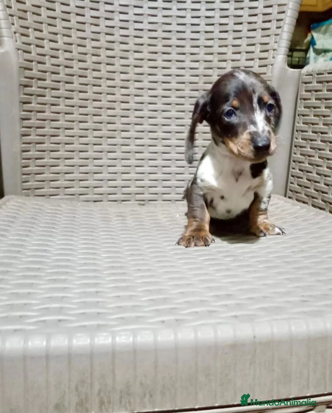 Teckel Miniatura perros en venta: Teckel mini - Anuncio 2