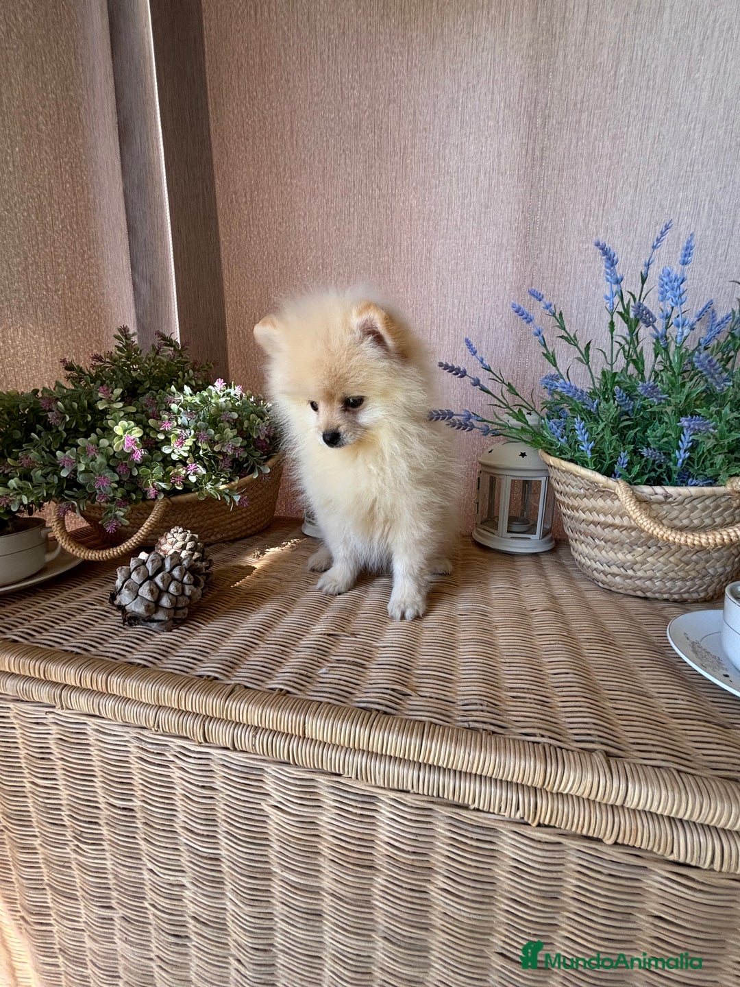 Pomerania perros en venta: Pomerania machon disponible para entregar!!! - Imagen 2