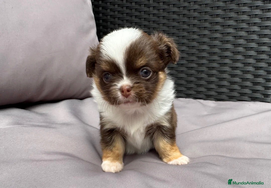 Chihuahua perros CHIHUAHUA CACHORROS MINI - Anuncio 1