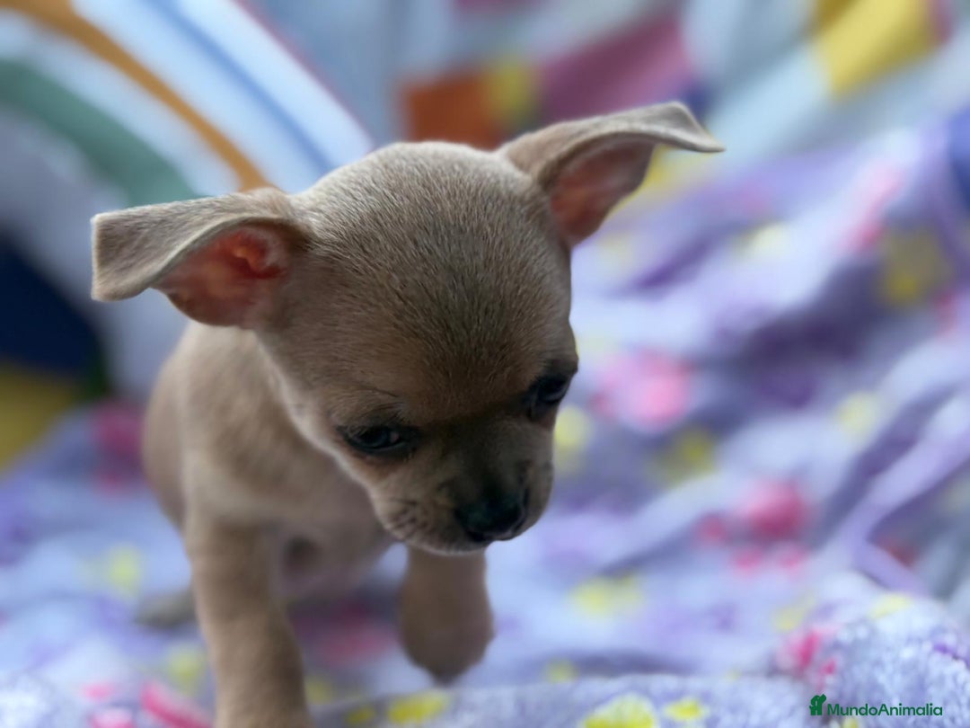 Chihuahua perros en venta: Hembrita chihuahua toy - Imagen 14