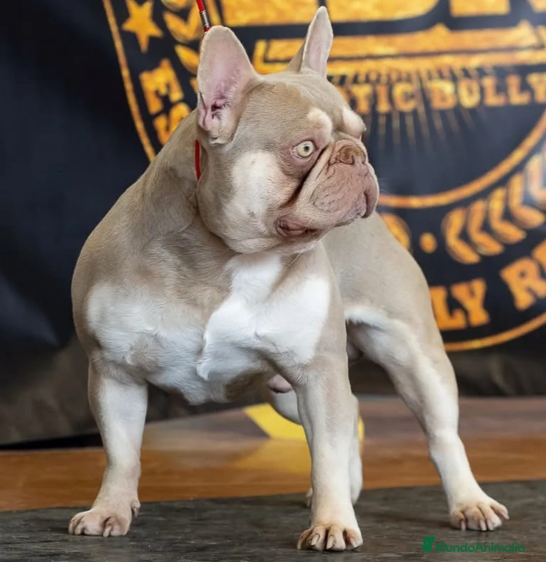 Bulldog Francés perros para monta: Bulldog frances New Sade en Madrid - Anuncio 2