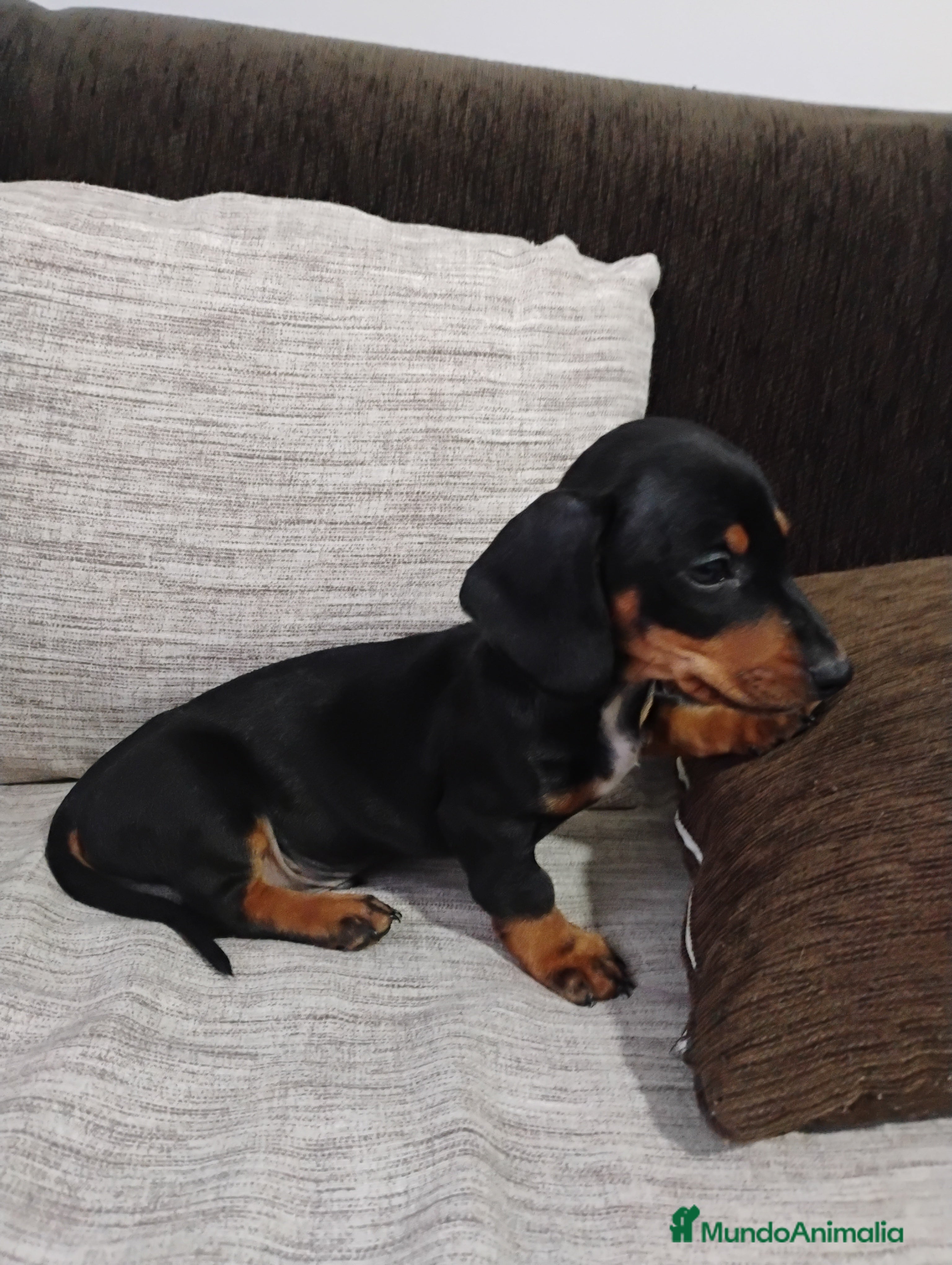 Teckel Miniatura perros Machito teckel negro y fuego miniatura  - Anuncio 15