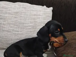 Teckel Miniatura perros Machito teckel negro y fuego miniatura - Anuncio 15