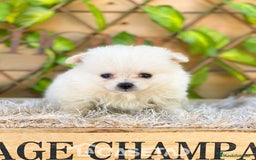 Pomerania perros en venta: Camada de Jazmín - Imagen 1