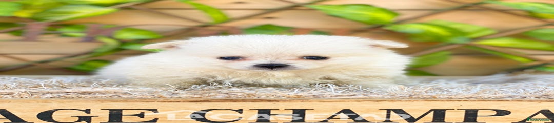 Pomerania Cachorro 3561