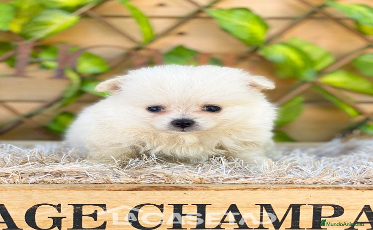 Pomerania perros - Propaganda 2