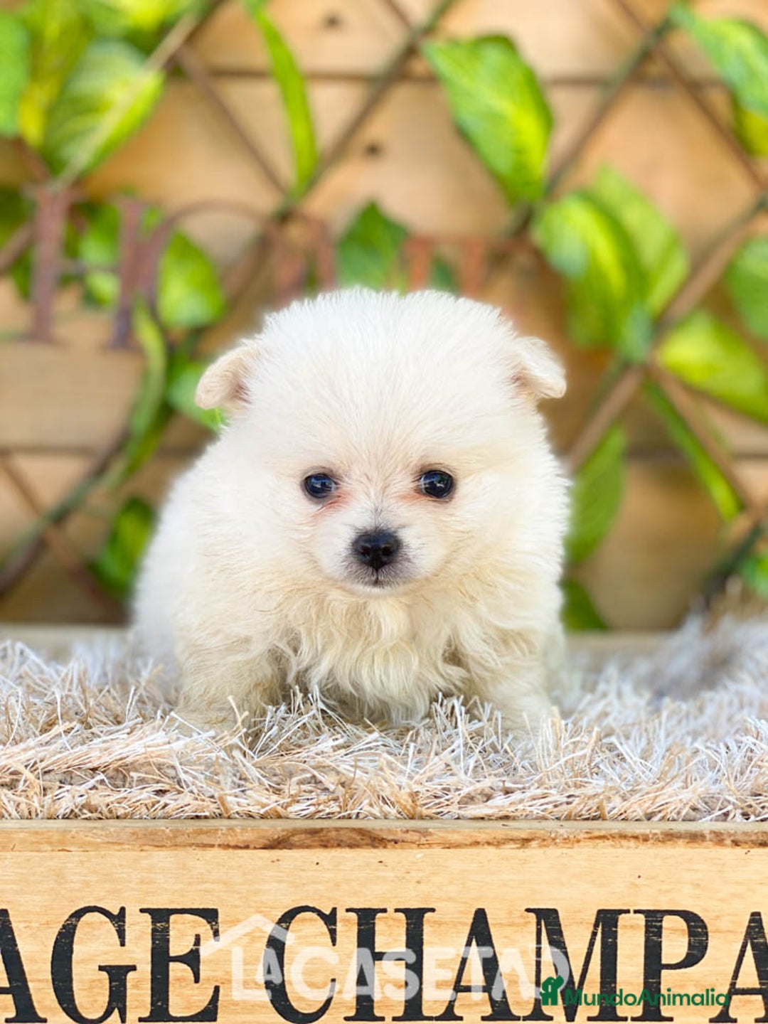 Pomerania perros en venta: Camada de Jazmín - Imagen 1