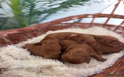Cocker Spaniel Inglés perros en venta: COCKER SPANIEL INGLES - Imagen 12