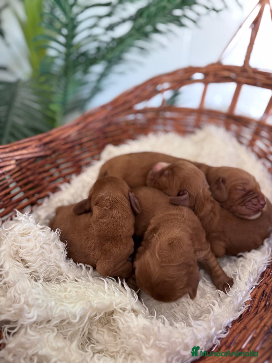 Cocker Spaniel Inglés perros en venta: COCKER SPANIEL INGLES - Imagen 12