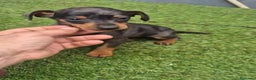 Pinscher Miniatura perros en venta: Pinscher miniatura merle - Anuncio 11