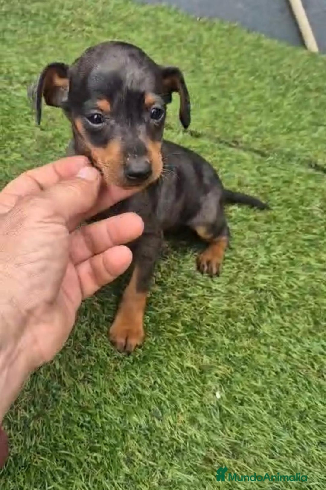 Pinscher Miniatura perros en venta: Pinscher miniatura merle - Anuncio 11
