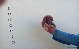 Caniche Toy perros en venta: ‼️‼️CANICHE HEMBRA TOY ROJA 50% ASIÁTICA  - Imagen 2