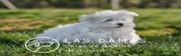 Bichón Maltés perros en venta: BICHÓN MALTÉS DISPONIBLES - Anuncio 4