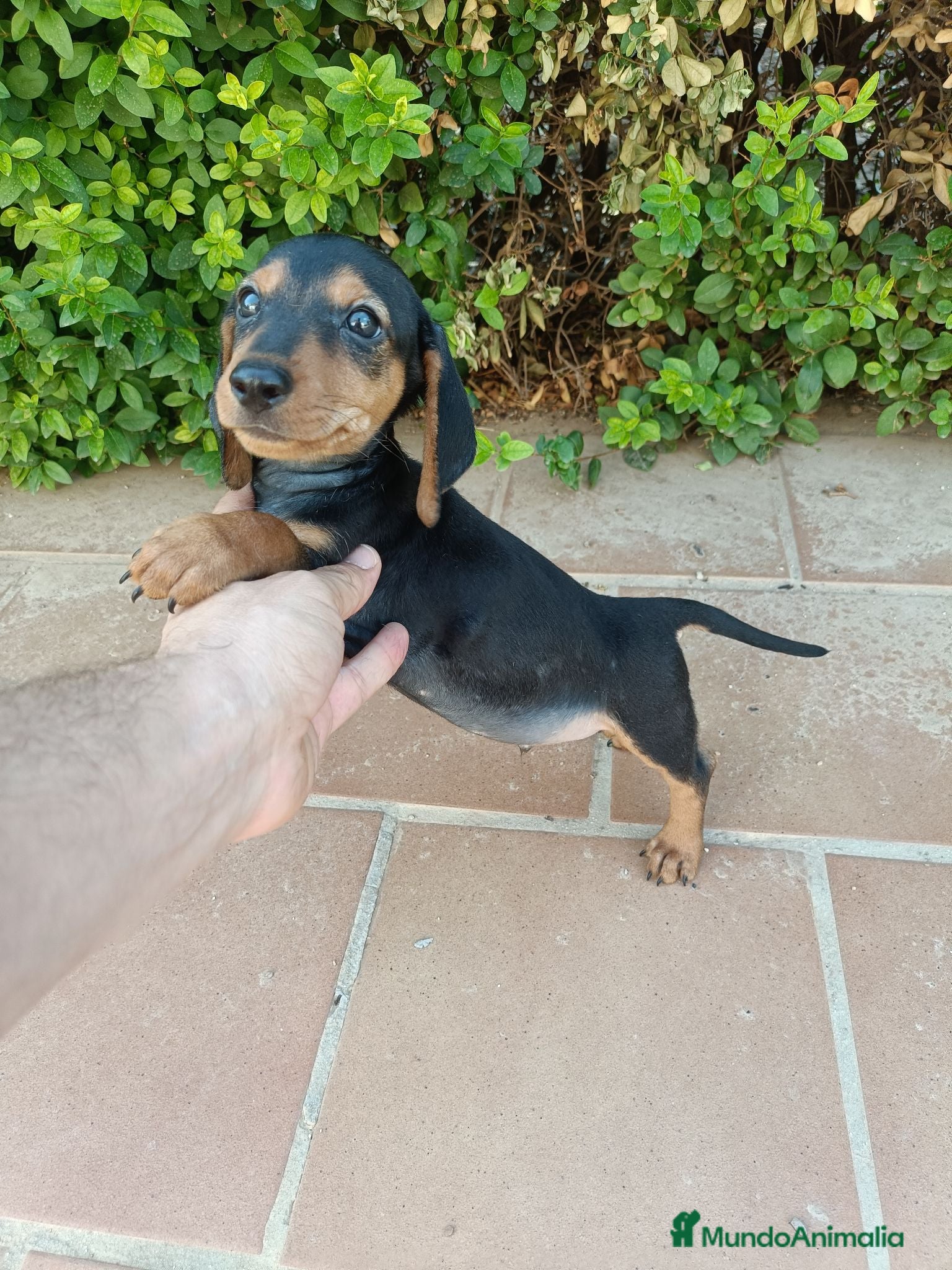 Teckel Miniatura perros Machito de Teckel Negro Fuego Mini - Anuncio 1