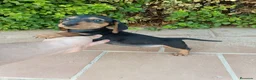 Teckel Miniatura perros en venta: Machito de Teckel Negro Fuego Mini - Anuncio 1