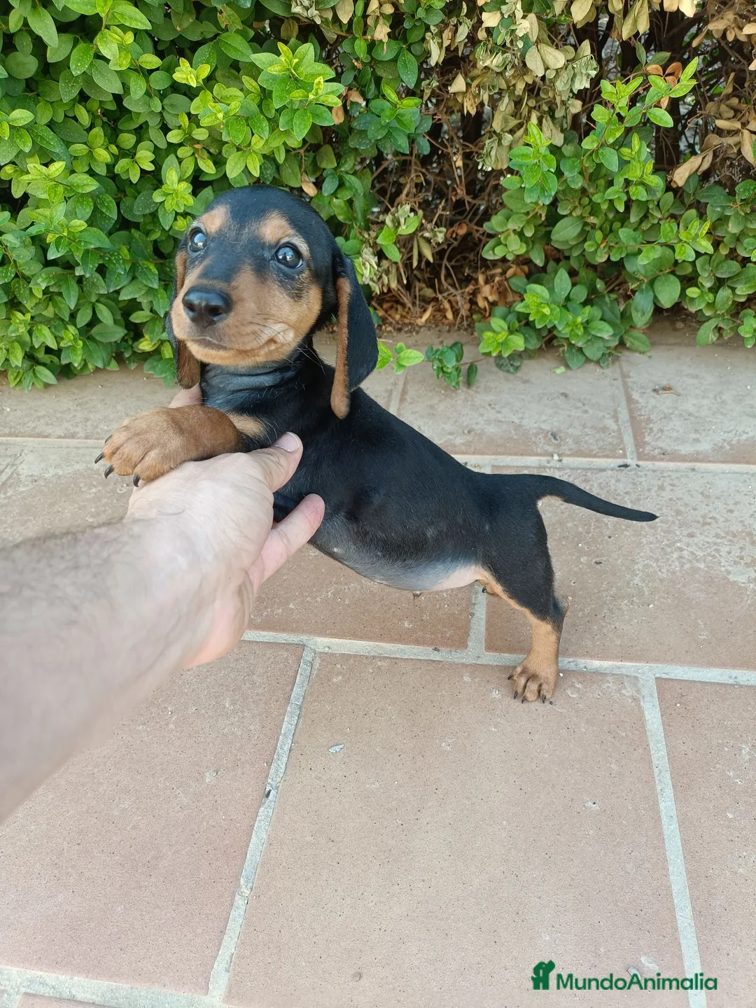 Teckel Miniatura perros en venta: Machito de Teckel Negro Fuego Mini - Anuncio 1