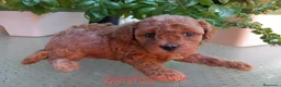 Caniche Toy perros en venta: Caniche Toy Rojo en Madrid - Anuncio 7