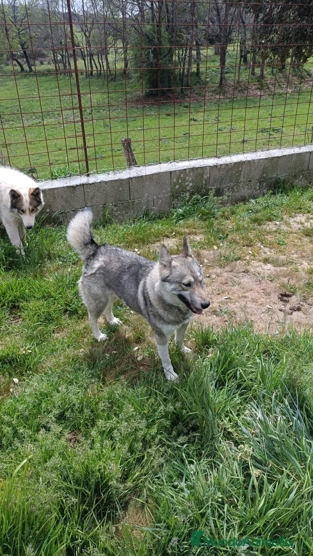 Laika de Siberia Occidental perros en venta: Laikas de Siberia - Anuncio 2