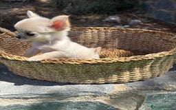 Chihuahua perros en venta: Chihuahua Micro Toy Hembra  - Imagen 3