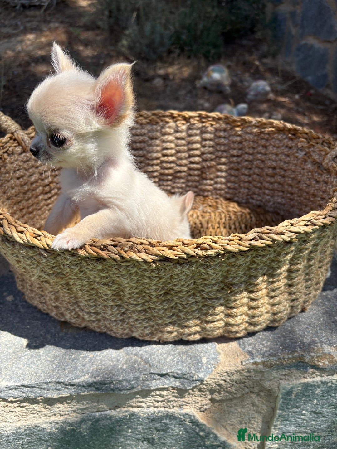 Chihuahua perros en venta: Chihuahua Micro Toy Hembra  - Imagen 3