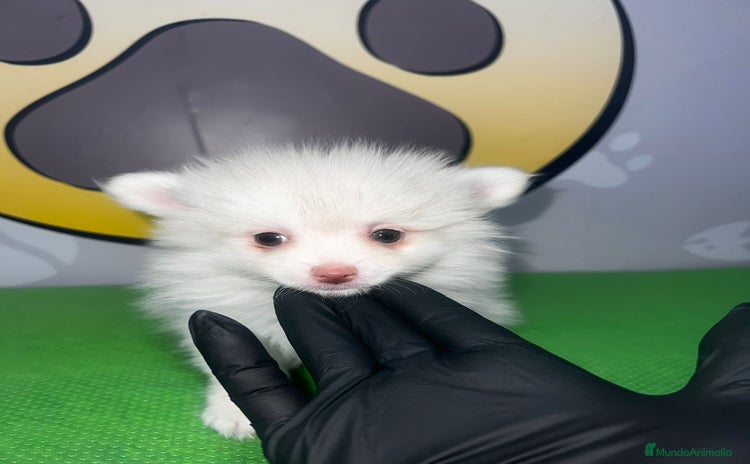Pomerania perros en venta - Anuncio 3