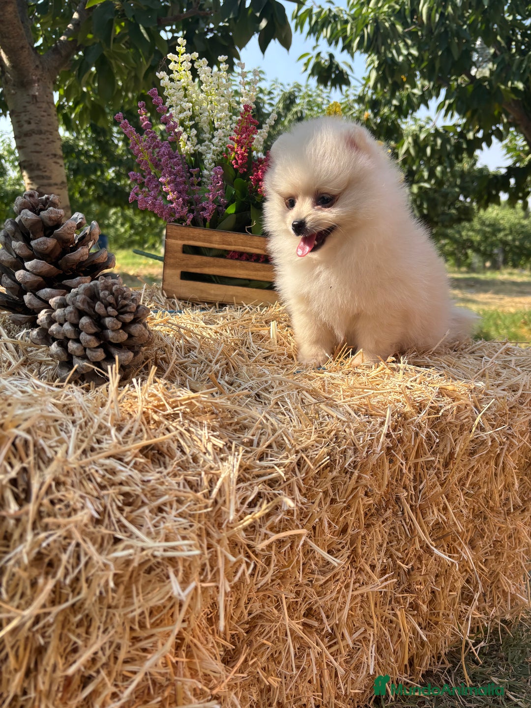 Pomerania perros en venta: Pomeranias para entregar muy bonitos - Imagen 7