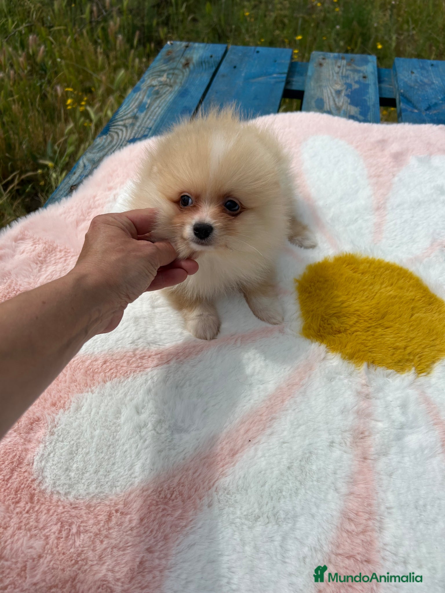 Pomerania perros Pomerania  - Anuncio 1