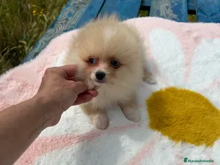 Pomerania perros Pomerania - Anuncio 12