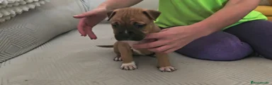 American Staffordshire-Terrier 3