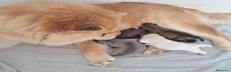 Chow Chow perros en venta: Bebés Chow-Chow  - Anuncio 3