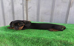 Teckel Miniatura perros en venta: Cachorros teckel mini - Imagen 5