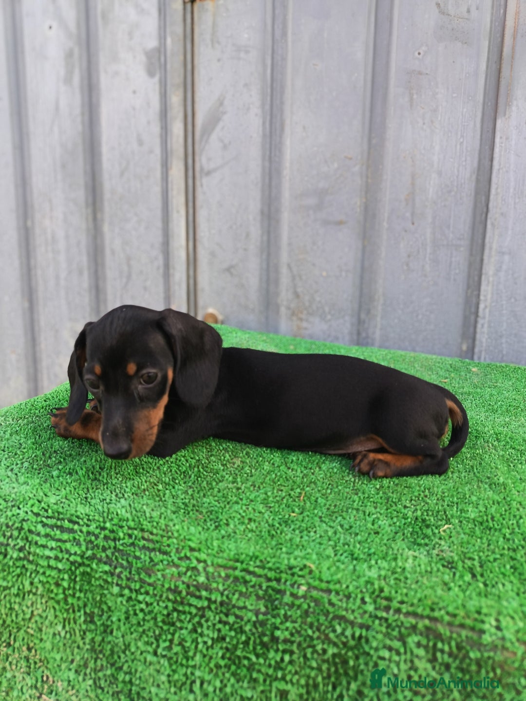 Teckel Miniatura perros en venta: Cachorros teckel mini - Imagen 5