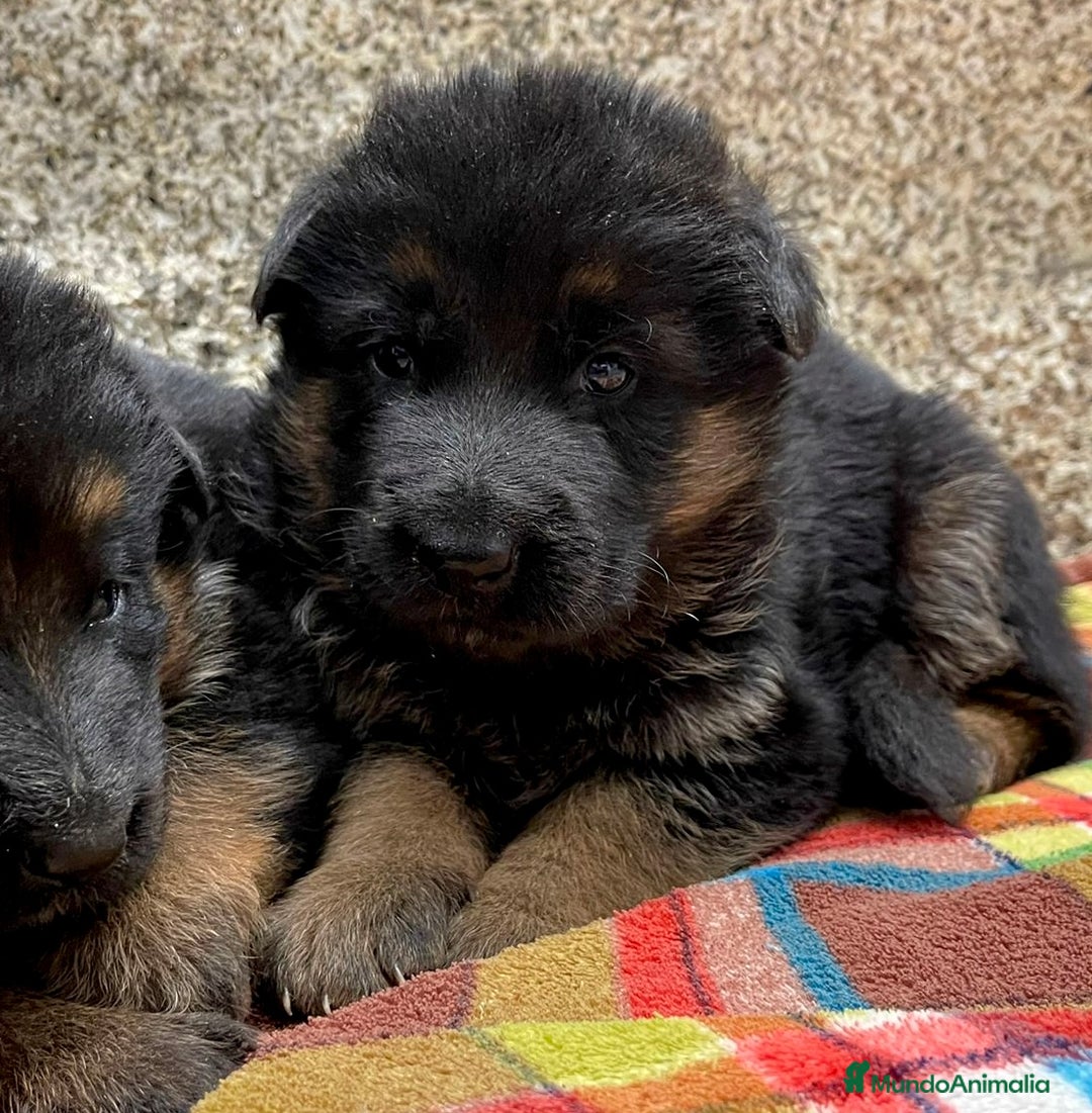 Pastor Alemán perros en venta: Súper cachorro macho pastor alemán  - Anuncio 20