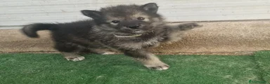 Perro Lobo Checoslovaco 1