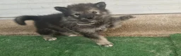 Perro Lobo Checoslovaco perros en venta: Perro lobo/wolfdog  - Anuncio 2