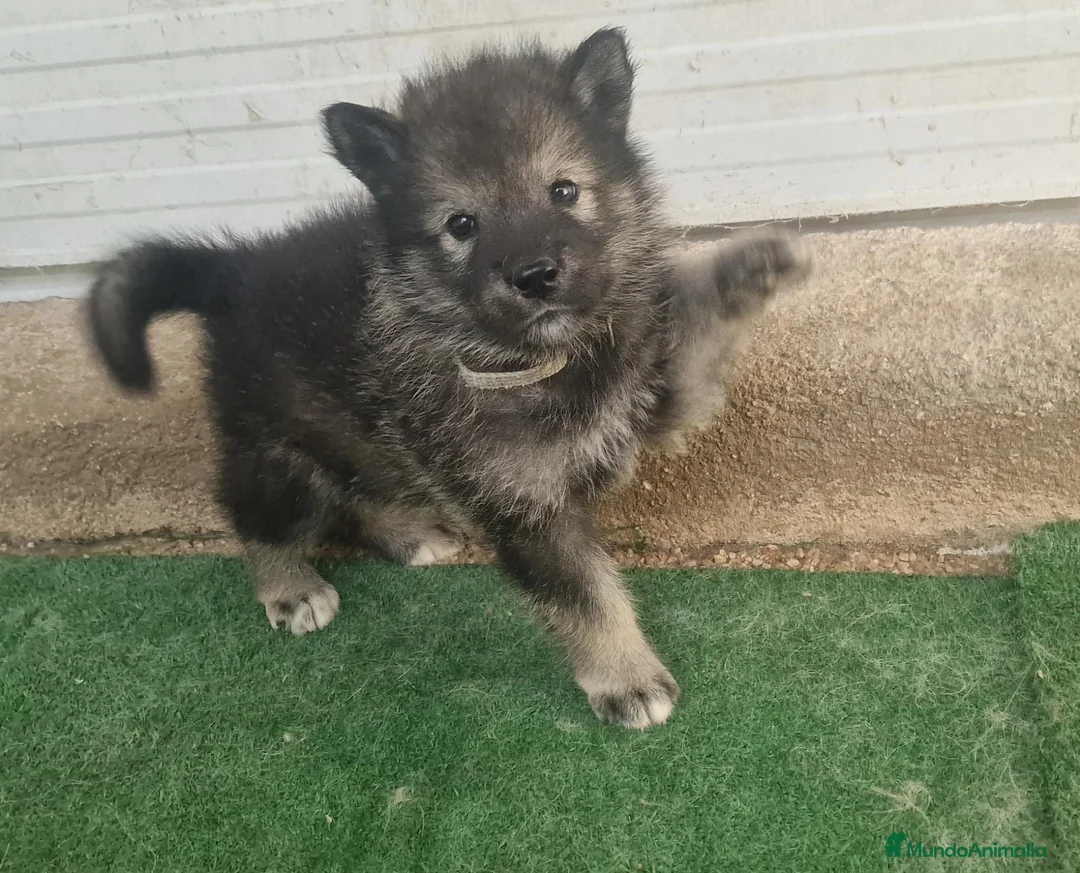 Perro Lobo Checoslovaco perros en venta: Perro lobo/wolfdog  - Anuncio 2