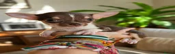 Chihuahua perros en venta: Chihuahua tricolor chocolate 🍫  - Anuncio 6