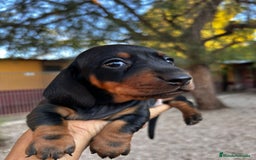 Teckel Miniatura perros en venta: Teckel Canichen Campeón del Mundo - Imagen 4