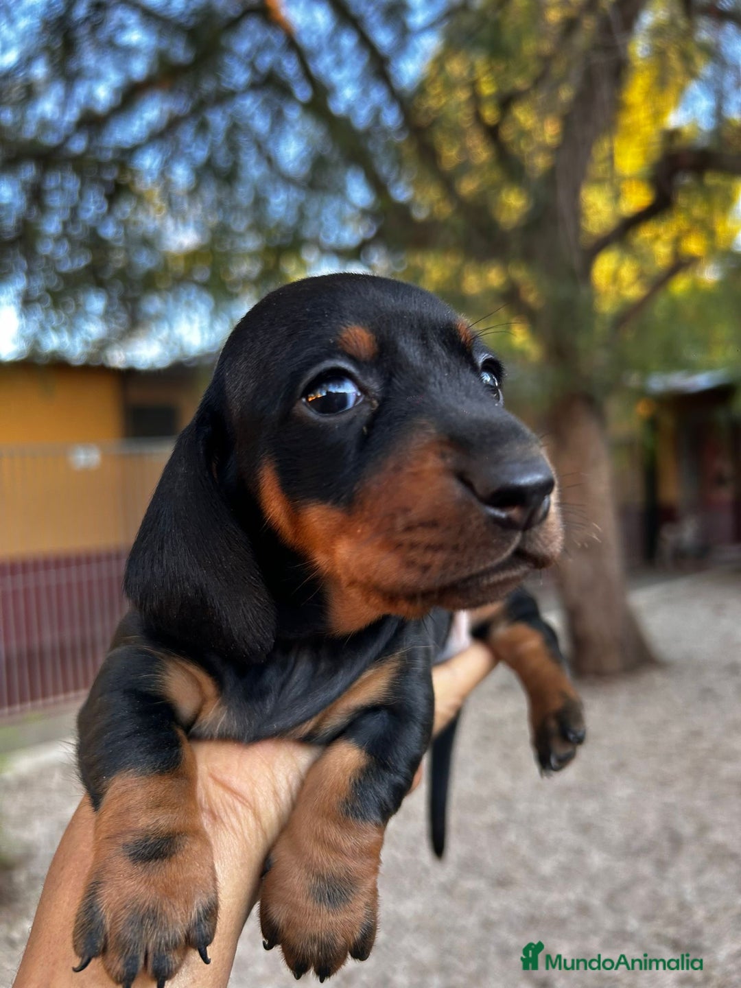 Teckel Miniatura perros en venta: Teckel Canichen Campeón del Mundo - Imagen 4
