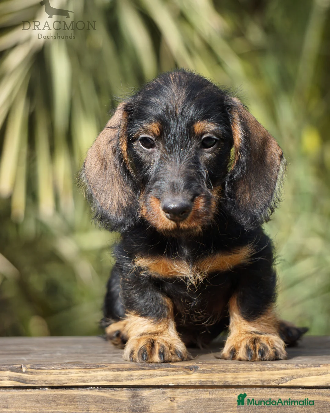 Imagen de galería {{count}}