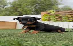 Pinscher Miniatura perros en venta: PINSCHER MUNIATURA - Imagen 17