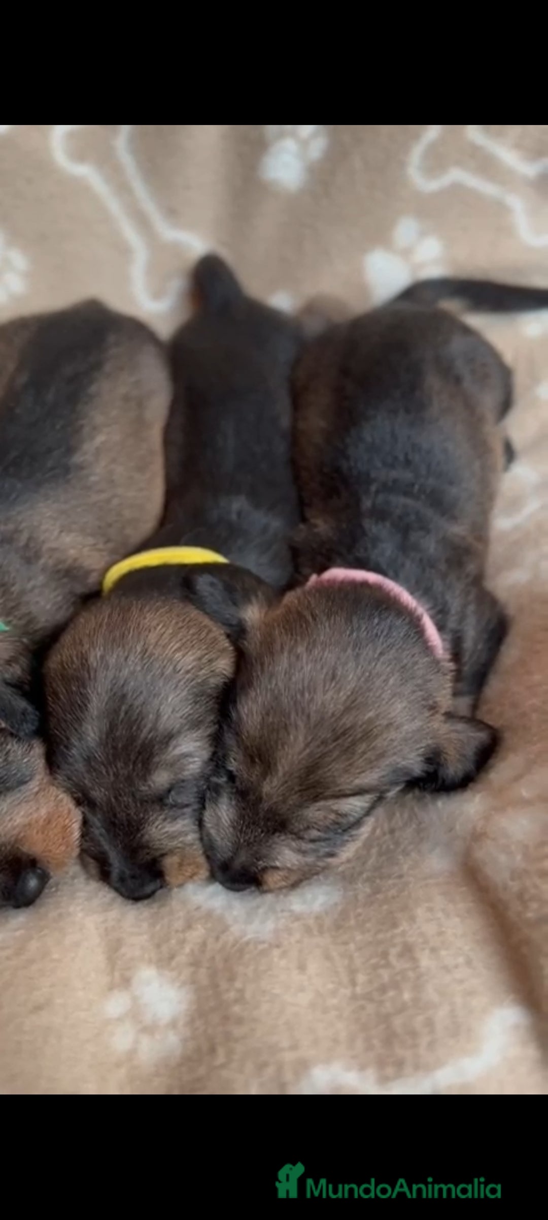 Teckel Miniatura perros en venta: Teckel mini de pelo duro  - Imagen 3